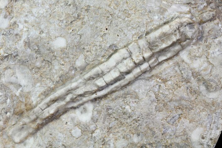 Fossil Crinoid (Synbathocrinus) - Reed Springs Formation, MO #80804